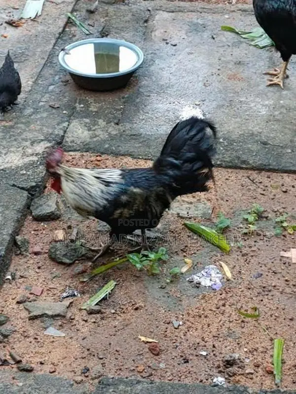 ගම් කුකුළෙකු