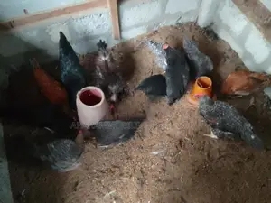 கோழிகள்