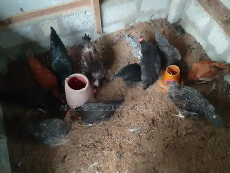 கோழிகள்