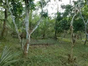 Land For Sale Thangalla