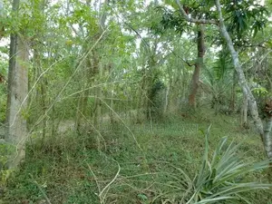 Land For Sale Thangalla