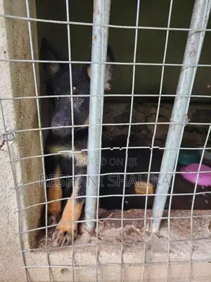 German Shepherd Puppy