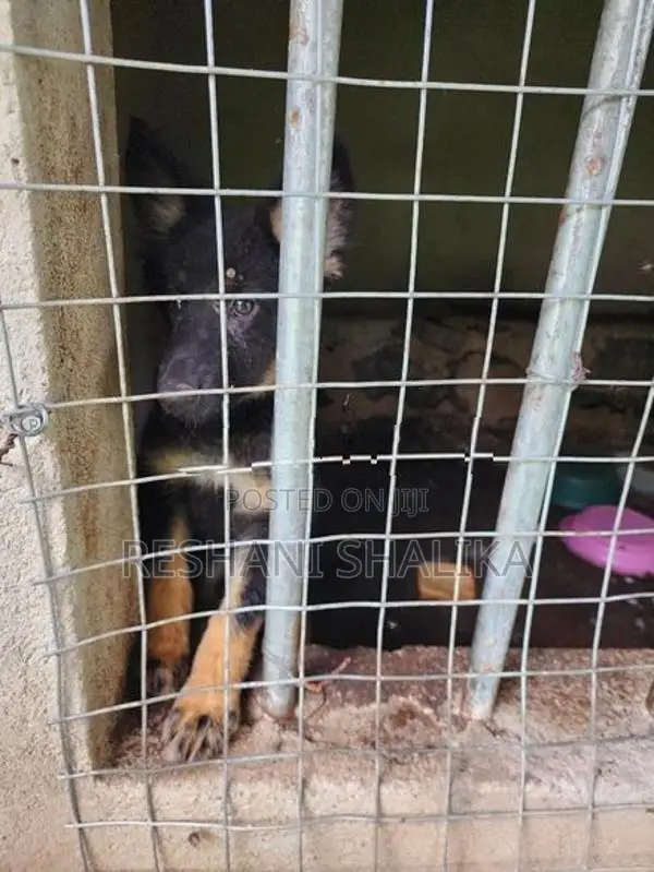 German Shepherd Puppy