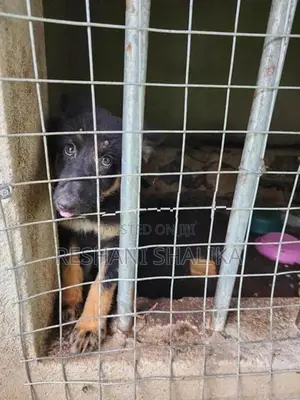 German Shepherd Puppy