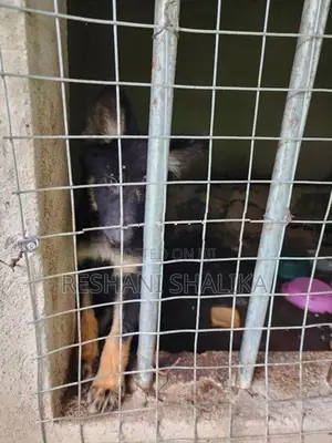 German Shepherd Puppy