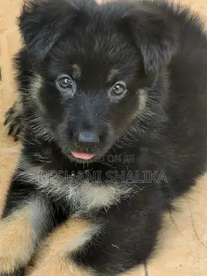 German Shepherd Puppy