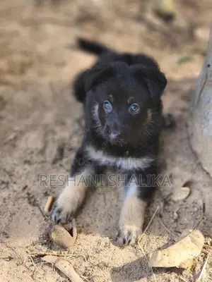 German Shepherd Puppy