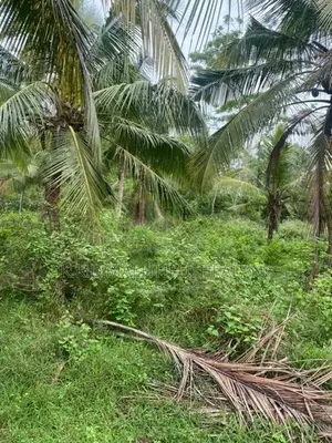 Coconut Land For Sale Thangalla