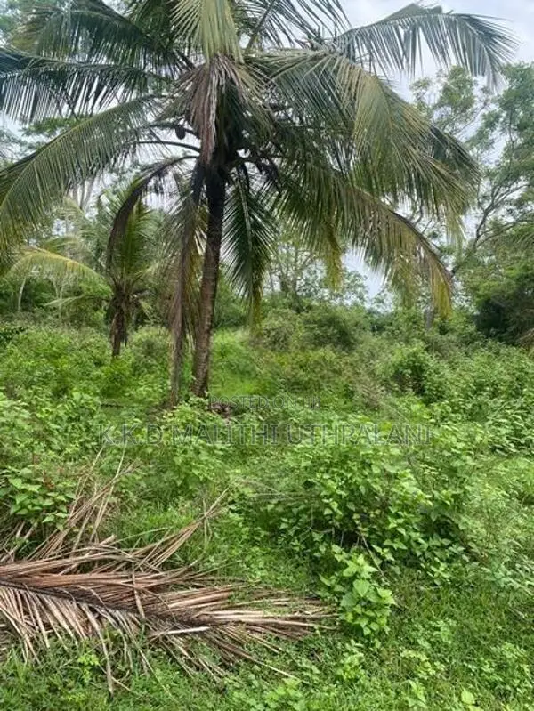 Coconut Land For Sale Thangalla
