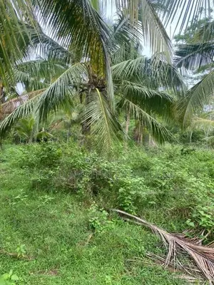 Coconut Land For Sale Thangalla
