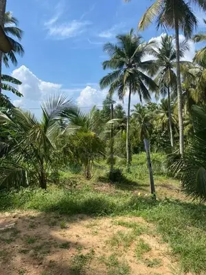 Coconut Land For Sale Thangalla