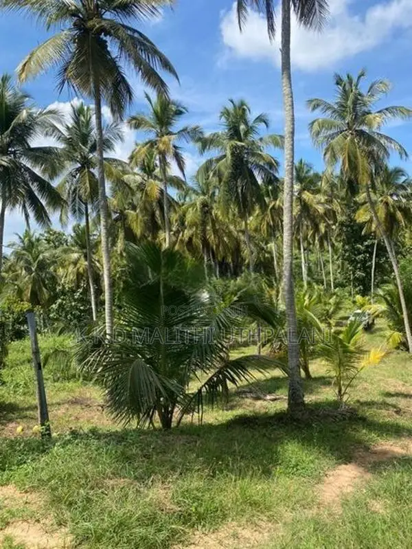 Coconut Land For Sale Thangalla