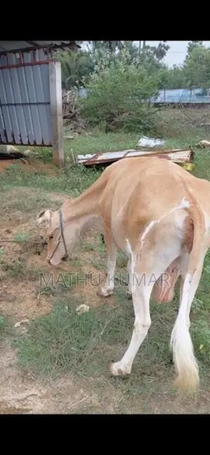 Milk Cow