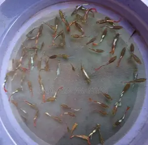 Guppy Male