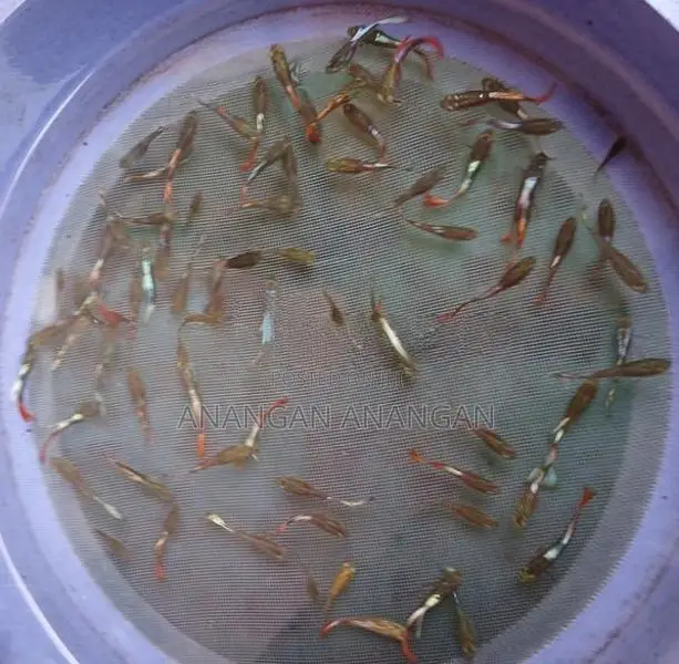 Guppy Male