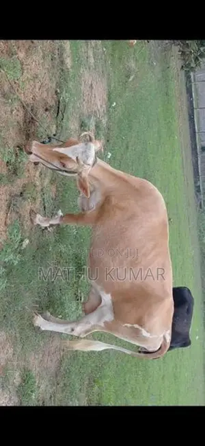 Milk Cow