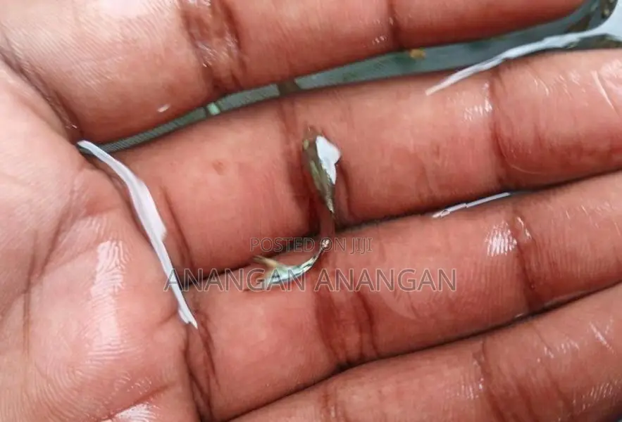 Guppy Male