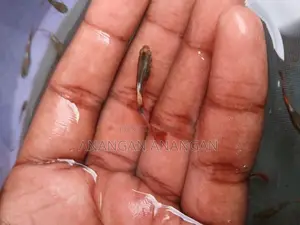 Guppy Male