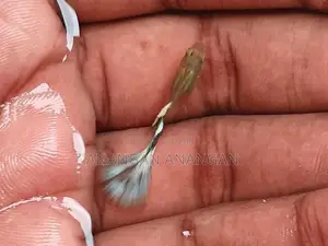 Guppy Male