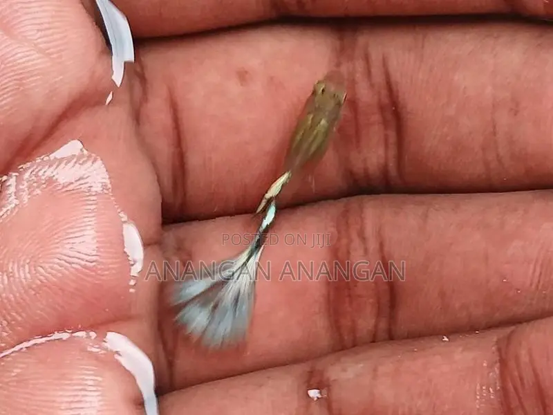 Guppy Male