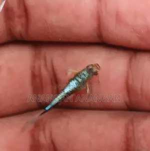 Guppy Male