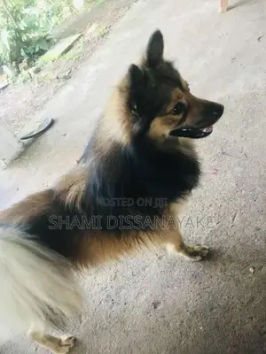 Pomeranian Male