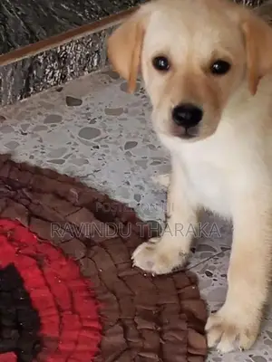 Labrador Puppy