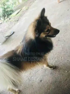 Pomeranian Male