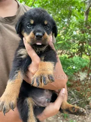 Rottweiler Puppy Male