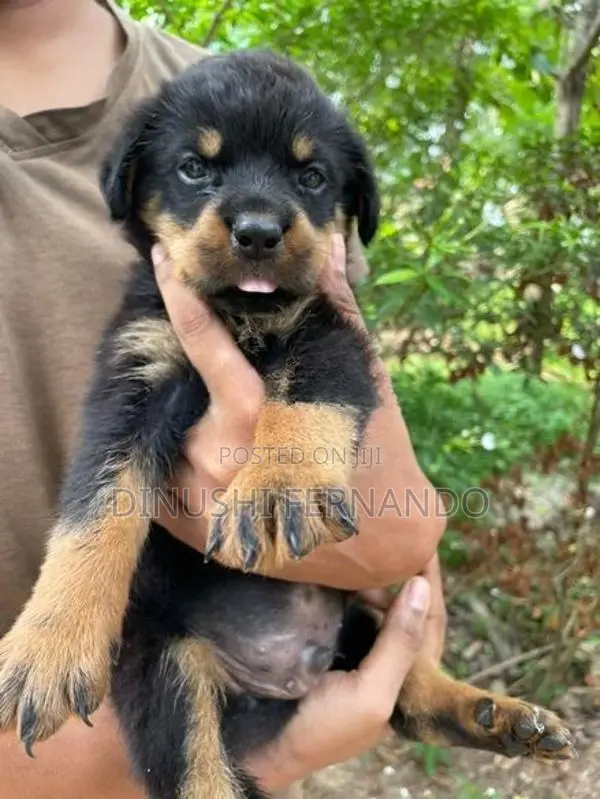 Rottweiler Puppy Male