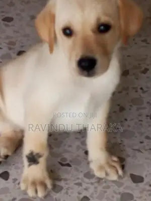 Labrador Puppy