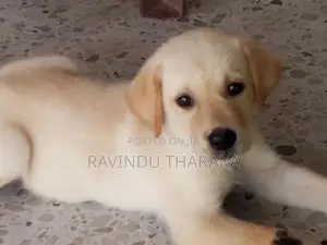 Labrador Puppy