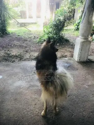 Pomeranian Male