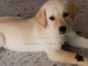 Labrador Puppy