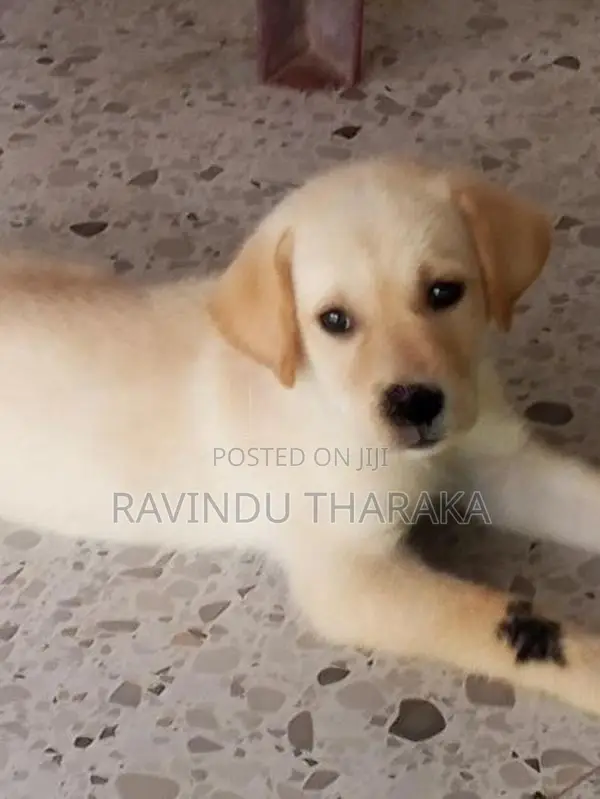 Labrador Puppy