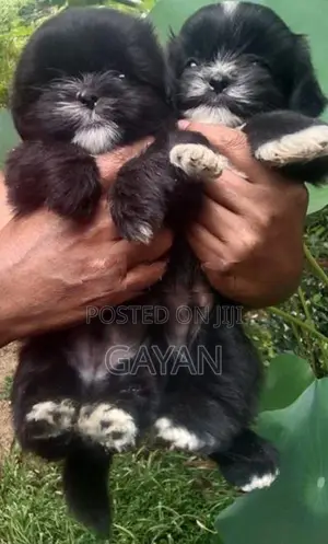 Shih Tzu Puppy