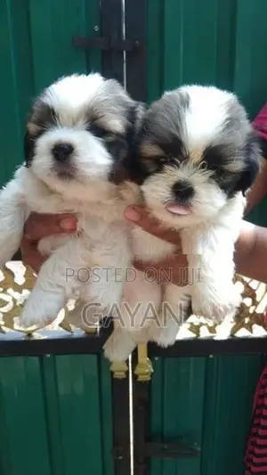 Shih Tzu Puppy
