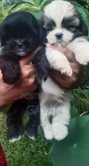 Shih Tzu Puppy