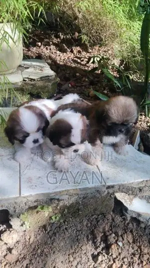 Shih Tzu Puppy