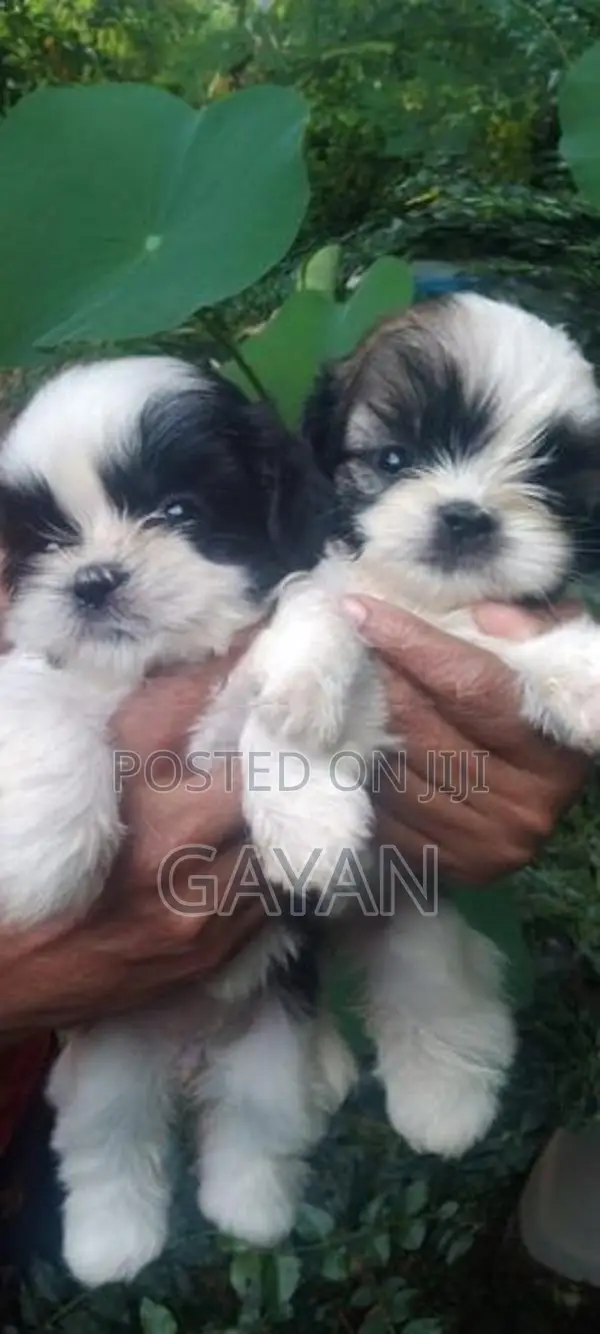 Shih Tzu Puppy