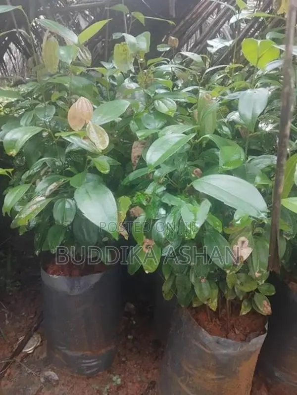 කුරුදු පැළ