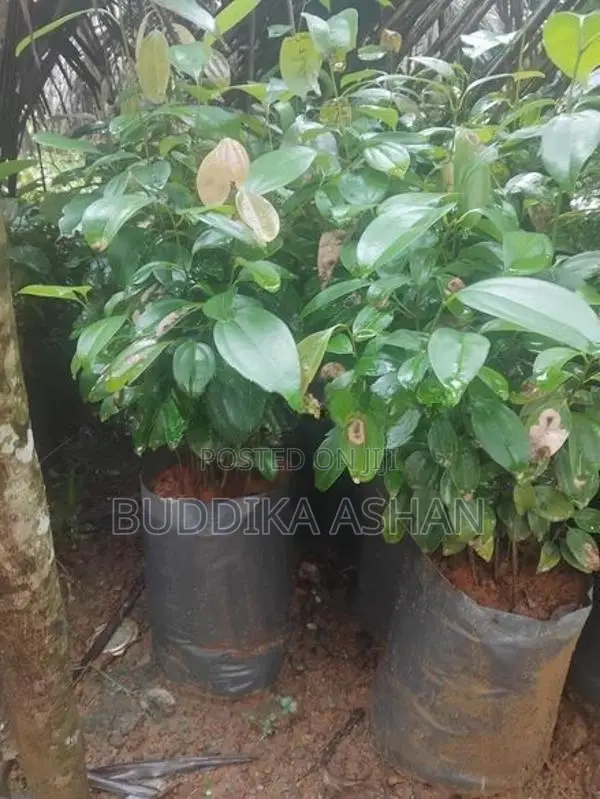 කුරුදු පැළ