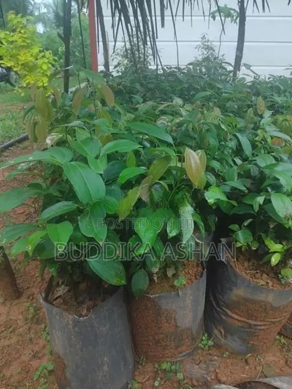 කුරුදු පැළ