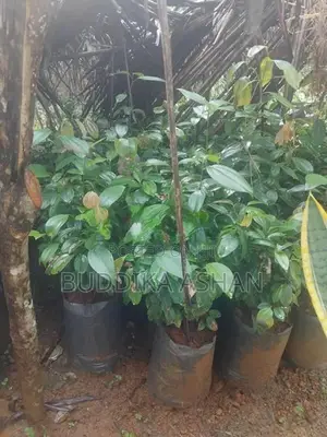 කුරුදු පැළ