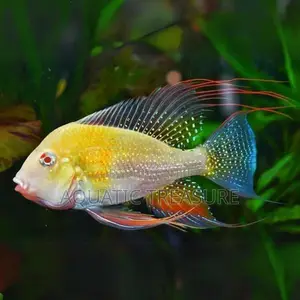 Albino Heckelii