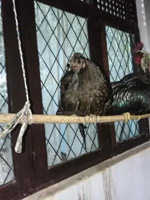 කුකුළන්