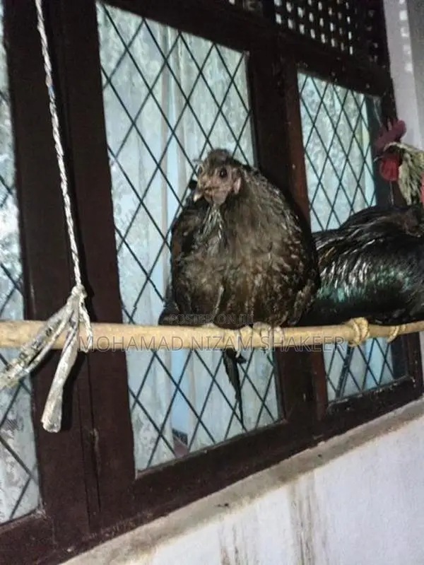කුකුළන්