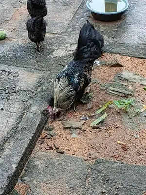 කුකුළන්