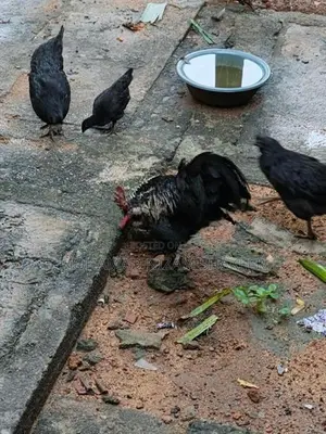 කුකුළන්