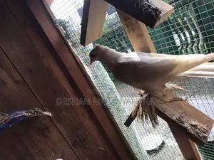 Boot Pigeon